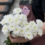 Хризантема кустовая &laquo;Алтай&raquo;