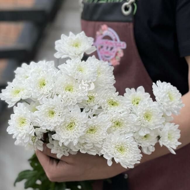 Хризантема кустовая &laquo;Алтай&raquo;