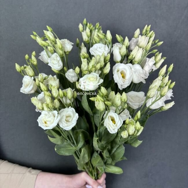 Эустома &laquo;Кремовая&raquo;