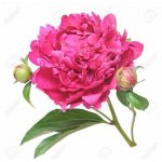 Пион &laquo;Ярко-розовый&raquo;