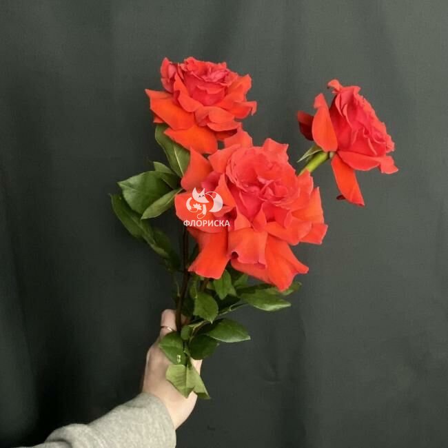 Роза французская &laquo;Алая&raquo;