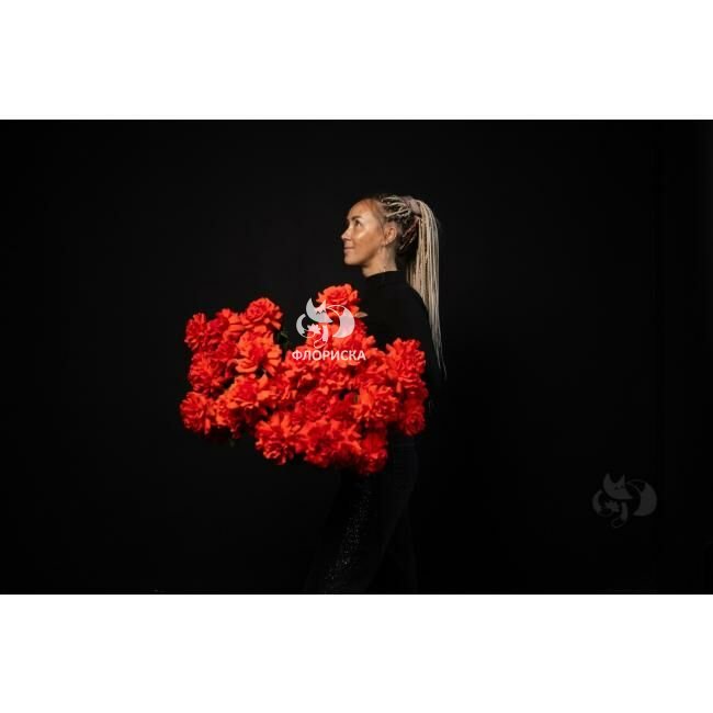 Роза французская &laquo;Алая&raquo;