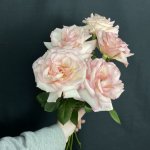 Роза французская &laquo;Нежно-розовая&raquo;