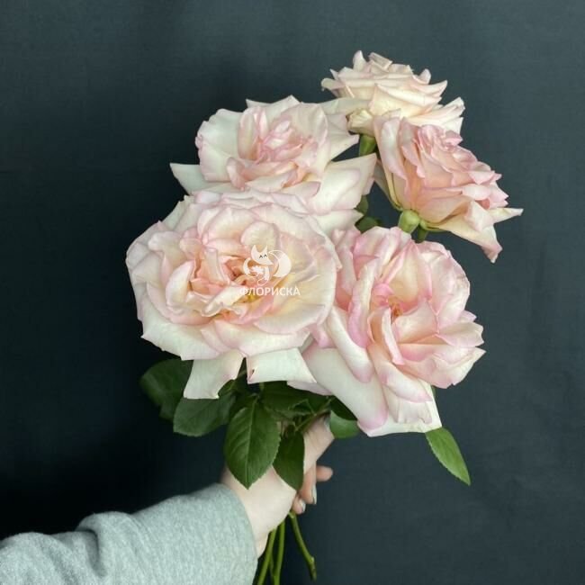 Роза французская &laquo;Нежно-розовая&raquo;