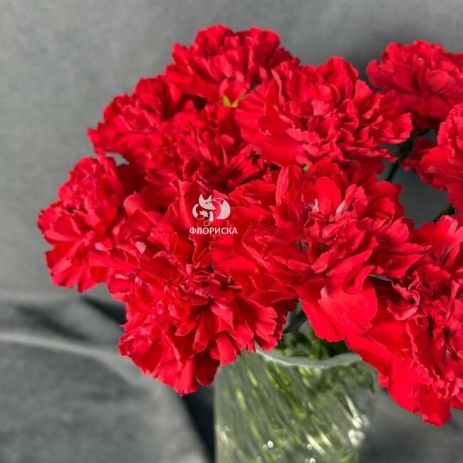 Гвоздика красная поштучно &laquo;Красная&raquo;