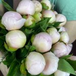 Пион &laquo;Нежно-розовый&raquo;