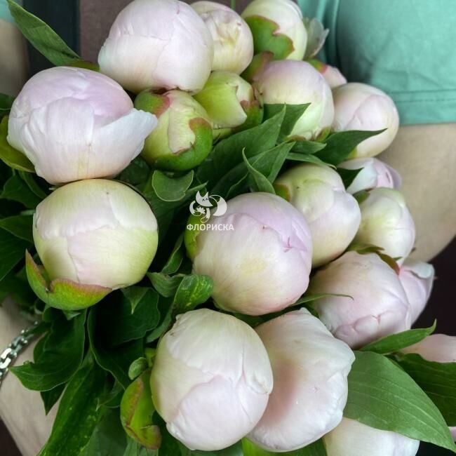 Пион &laquo;Нежно-розовый&raquo;