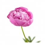 Пион &laquo;Нежно-розовый&raquo;