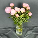 Пион &laquo;Ангел&raquo;