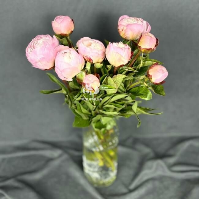 Пион &laquo;Ангел&raquo;