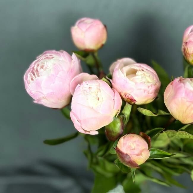 Пион &laquo;Ангел&raquo;