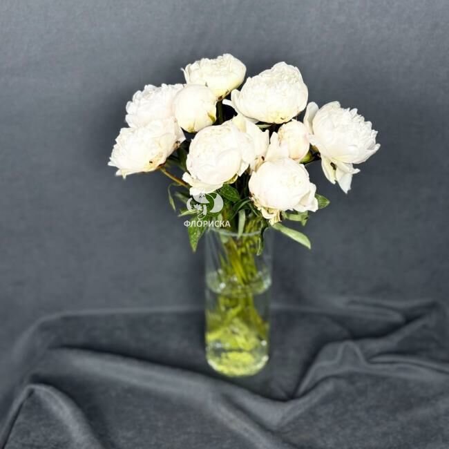 Пион &laquo;Белый&raquo;