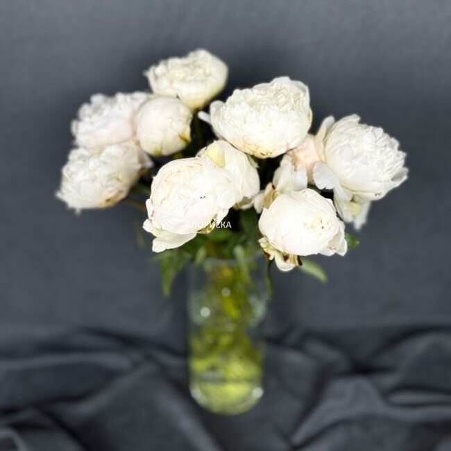 Пион &laquo;Белый&raquo;