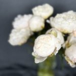 Пион &laquo;Белый&raquo;