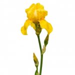 Ирис &laquo;Жёлтый&raquo;