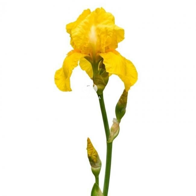 Ирис &laquo;Жёлтый&raquo;