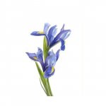 Ирис &laquo;Голубой&raquo;