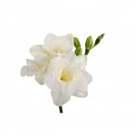 Фрезия &laquo;Белая&raquo;