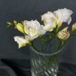 Фрезия &laquo;Белая&raquo;