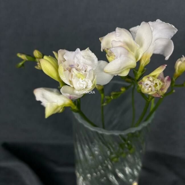 Фрезия &laquo;Белая&raquo;