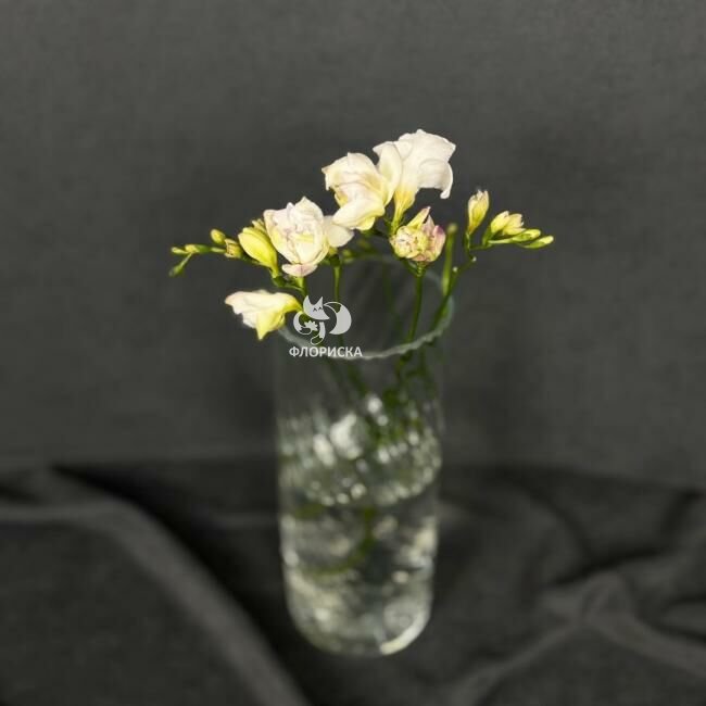 Фрезия &laquo;Белая&raquo;