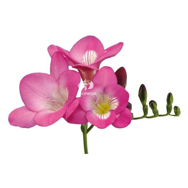 Фрезия &laquo;Розовая&raquo;