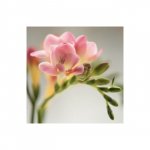 Фрезия &laquo;Розовая&raquo;