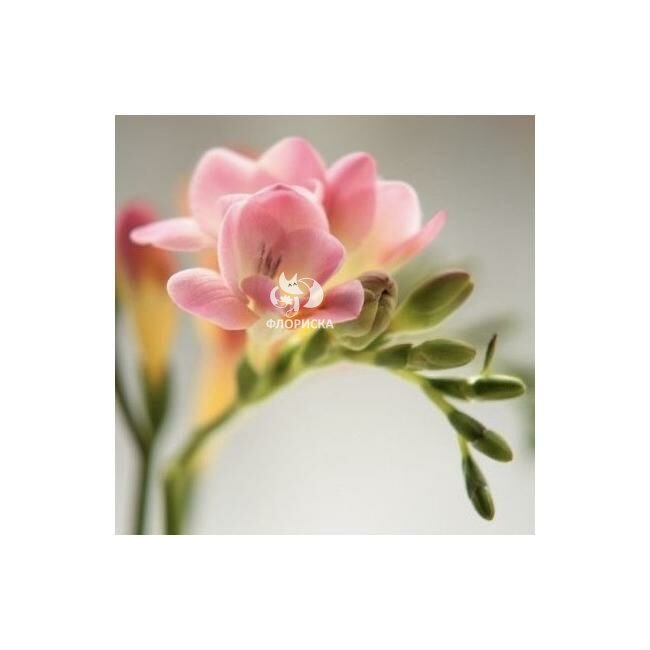 Фрезия &laquo;Розовая&raquo;