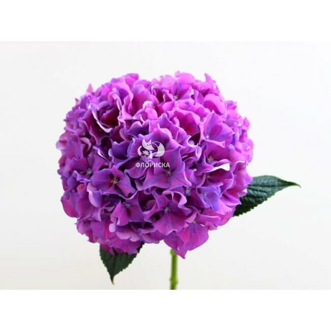 Гортензия &laquo;Сиреневая&raquo;