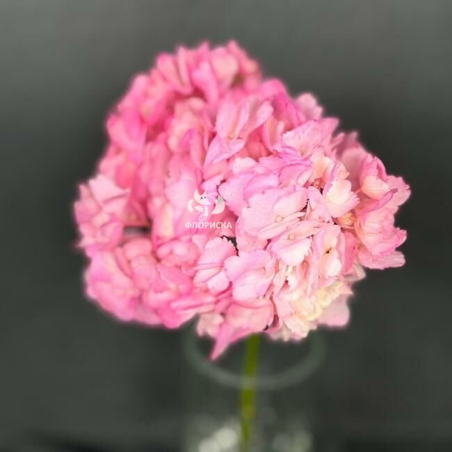 Гортензия &laquo;Розовая&raquo;