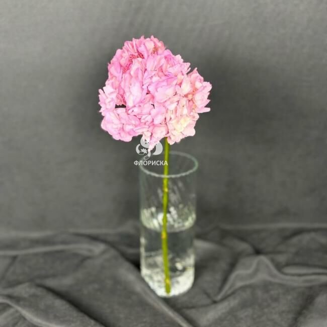 Гортензия &laquo;Розовая&raquo;