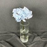 Гортензия &laquo;Голубая&raquo;