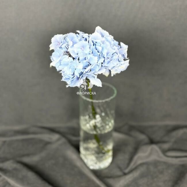 Гортензия &laquo;Голубая&raquo;