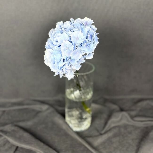 Гортензия &laquo;Голубая&raquo;