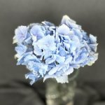 Гортензия &laquo;Голубая&raquo;