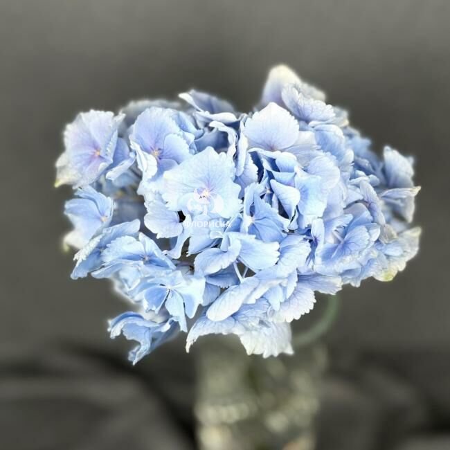 Гортензия &laquo;Голубая&raquo;