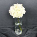 Гортензия &laquo;Белая&raquo;