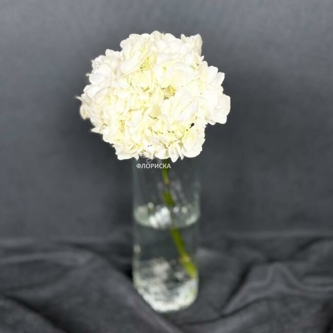 Гортензия &laquo;Белая&raquo;