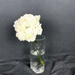 Гортензия &laquo;Белая&raquo;