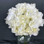 Гортензия &laquo;Белая&raquo;