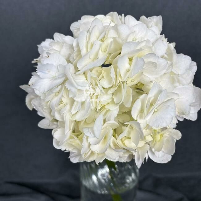 Гортензия &laquo;Белая&raquo;