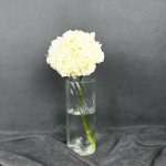 Гортензия &laquo;Белая&raquo;