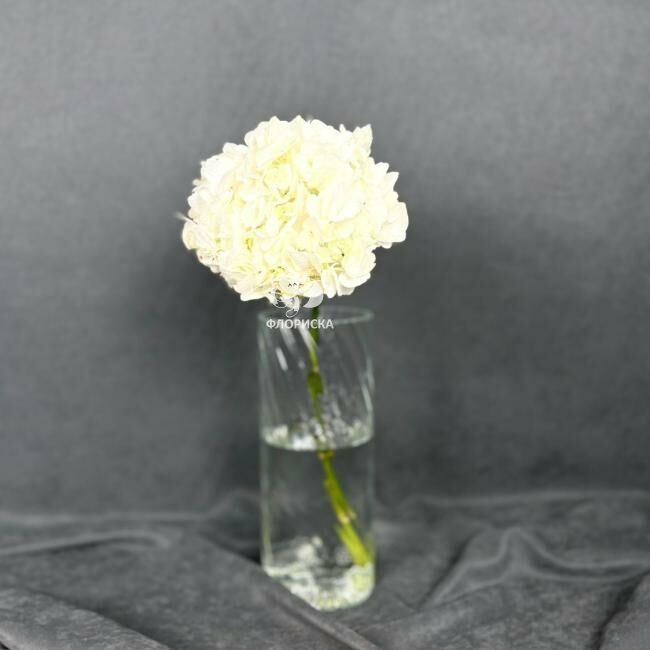 Гортензия &laquo;Белая&raquo;