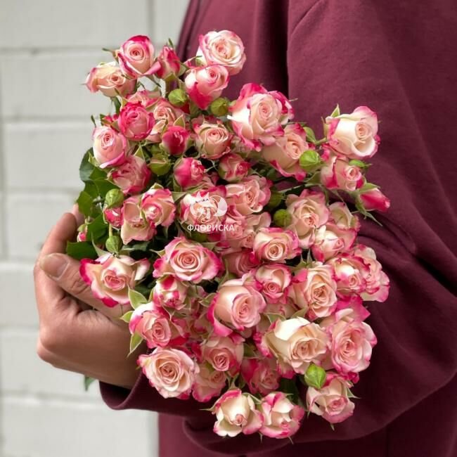 Кустовая роза &laquo;Тиа&raquo;