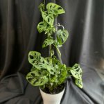 Комнатный цветок &laquo;Монстера Манки&raquo;