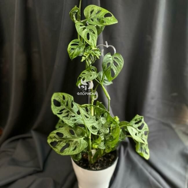 Комнатный цветок &laquo;Монстера Манки&raquo;