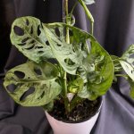 Комнатный цветок &laquo;Монстера Манки&raquo;