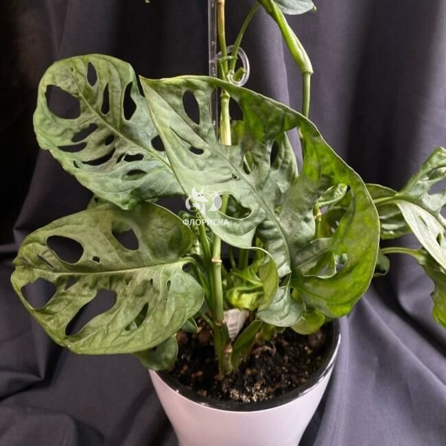 Комнатный цветок &laquo;Монстера Манки&raquo;