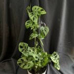 Комнатный цветок &laquo;Монстера Манки&raquo;