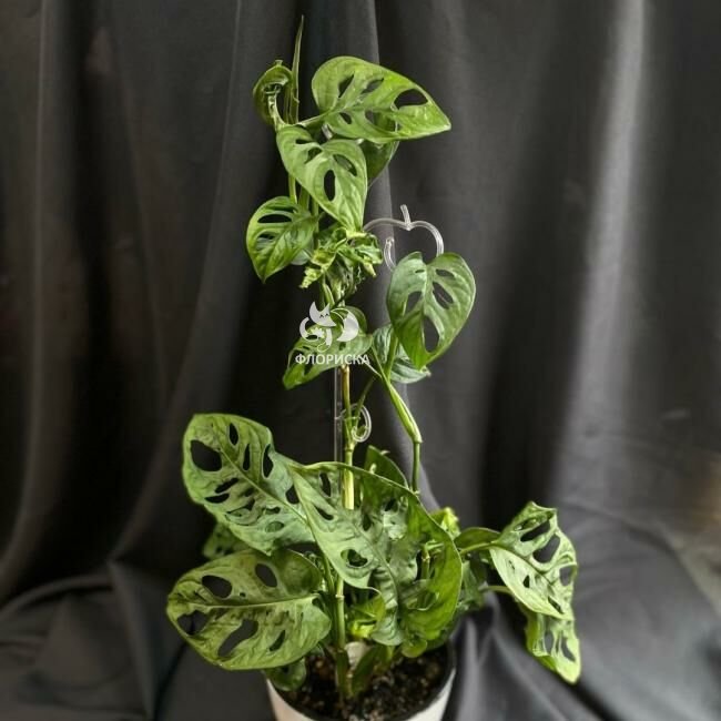 Комнатный цветок &laquo;Монстера Манки&raquo;